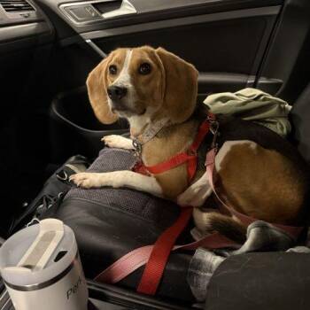 Sophie -  Beagle Dog for Adoption in Kent, Washington - Sophie | PetCurious