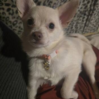 Chihuahua and Pomeranian Dogs Available for Adoption in Elizabeth, Pennsylvania - Flower | PetCurious