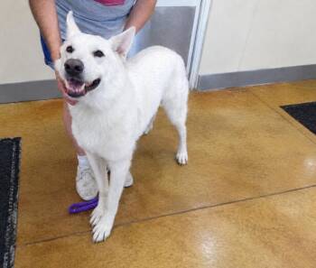 Caesar -  German Shepherd Dog Dog for Adoption in Austin, Minnesota - Caesar | PetCurious