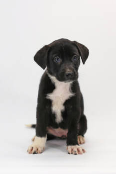 Rescue Anatolian Shepherd and Mixed Breed Dogs for Adoption in Morton Grove, Illinois - Cosmo | PetCurious