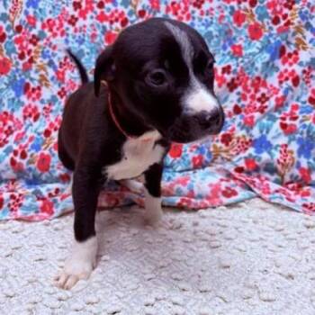 Mixed Breed Dogs Available for Adoption - Quince | PetCurious