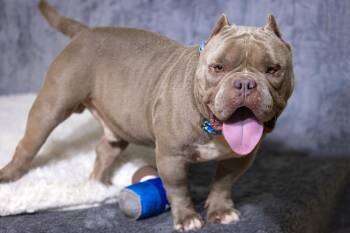 American Bully Dogs Available for Adoption in Pearland, Texas - Dallas | PetCurious