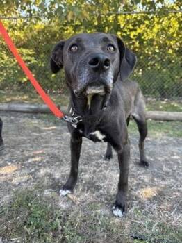 Missy -  Black Labrador Retriever Dog for Adoption in Roseburg, Oregon - Missy | PetCurious