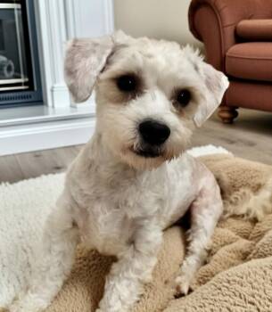 Maltese and Poodle Dogs Available for Adoption - Ranger-2yo 14lb Boy! | PetCurious