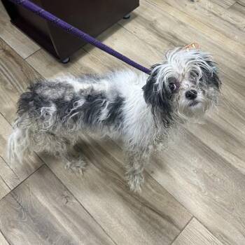 Terrier Dogs Available for Adoption in Newark, New Jersey - Elwood | PetCurious