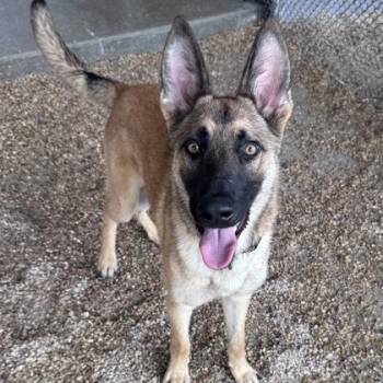 Megastar (26-221) -  German Shepherd Dog Dog for Adoption in New Ringgold, Pennsylvania - Megastar (26-221) | PetCurious