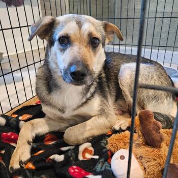 Fern -  Mixed Breed Dog for Adoption in Huntsville, Alabama - Fern | PetCurious