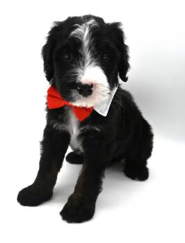 Kid Curry. (Super Affectionate) -  Bernadoodle Dog for Adoption in Mobile, Alabama - Kid Curry. (Super Affectionate) | PetCurious