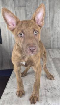 Monty -  Terrier and Mixed Breed Dog for Adoption in Shreveport, Louisiana - Monty | PetCurious