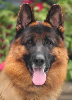 Rescue German Shepherd Dog Dogs for Adoption in Los Angeles, California - *Slade Von Salzburg | PetCurious