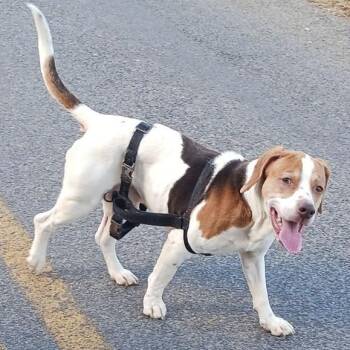 Beagle and Mixed Breed Dogs Available for Adoption in Hagerstown, Maryland - PHILO | PetCurious