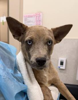 Dusk -  Australian Cattle Dog Blue Heeler and Mixed Breed Dog for Adoption in Honolulu, Hawaii - Dusk | PetCurious