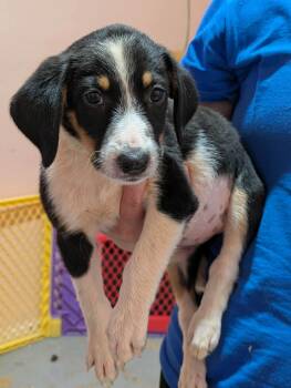 Neyland -  Mixed Breed Dog for Adoption in Huntsville, Alabama - Neyland | PetCurious