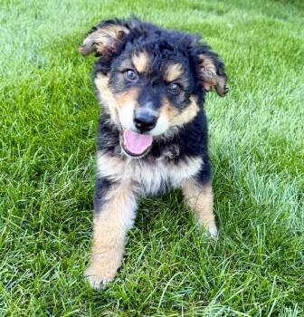 Twix -  Australian Shepherd Dog for Adoption in Plainfield, Illinois - Twix | PetCurious