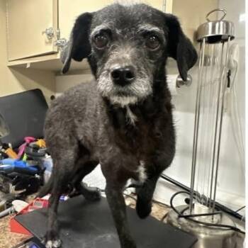 Poodle Dogs Available for Adoption - Lena | PetCurious