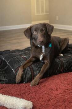 Chocolate Labrador Retriever and Australian Shepherd Dogs Available for Adoption - Gracie | PetCurious