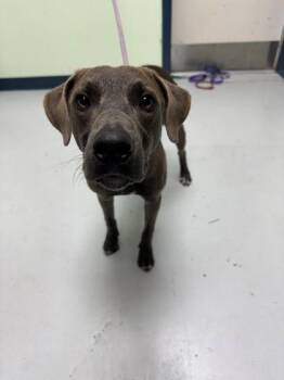 Tom -  Mixed Breed Dog for Adoption in Savannah, Georgia - Tom | PetCurious