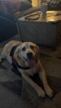 Lilly -  Yellow Labrador Retriever Dog for Adoption in Lima, Ohio - Lilly | PetCurious