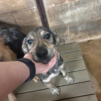 Shepherd Dogs Available for Adoption in Austin, Texas - Peanut | PetCurious