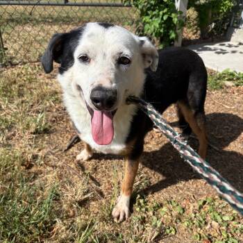 Rescue Australian Shepherd and Australian Cattle Dog Blue Heeler Dogs for Adoption in Corsicana, Texas - Murphy D46364 | PetCurious