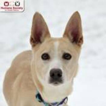 Shepherd Dogs Available for Adoption - Ellie Bella | PetCurious