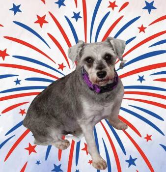 Tonya Tucker -  Miniature Schnauzer Dog for Adoption in Norfolk, Virginia - Tonya Tucker | PetCurious