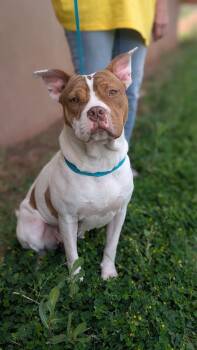 Rescue American Bully Dogs for Adoption in Portales, New Mexico - Prada | PetCurious