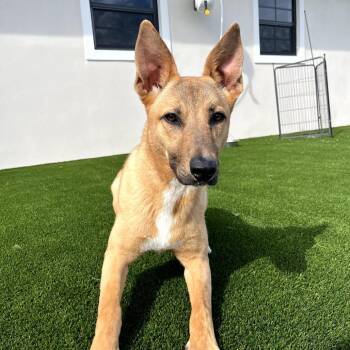Rogue 7165 -  Shepherd and Mixed Breed Dog for Adoption in Loxahatchee Groves, Florida - Rogue 7165 | PetCurious