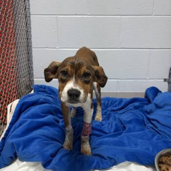 Pit Bull Terrier Dogs Available for Adoption - Amelia Rose | PetCurious