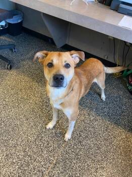 Royal(Milo) -  Mixed Breed Dog for Adoption in Columbia, Tennessee - Royal(Milo) | PetCurious