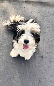 Australian Shepherd and Labrador Retriever Dogs Available for Adoption - Stormi | PetCurious