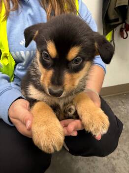 Crocodile -  Shepherd and Husky Dog for Adoption in Yellowknife, Northwest Territories - Crocodile | PetCurious