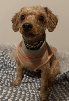 Theo -  Miniature Poodle Dog for Adoption in Whitewater, Wisconsin - Theo | PetCurious