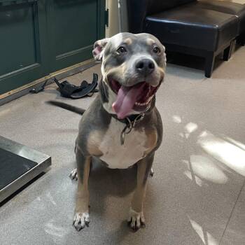 Cash -  Pit Bull Terrier Dog for Adoption in Pasadena, California - Cash | PetCurious
