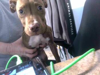 JOPPA -  American Staffordshire Terrier and Mixed Breed Dog for Adoption in Tallahassee, Florida - JOPPA | PetCurious