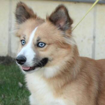 Pomsky Dogs Available for Adoption in Eaton, Ohio - Ace | PetCurious