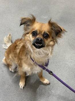 Chihuahua Dogs Available for Adoption - TRISHA | PetCurious