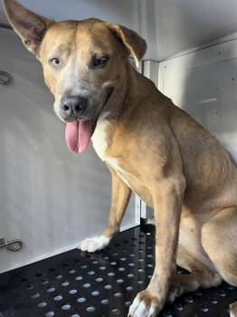 Mixed Breed Dogs Available for Adoption in Palmetto, Florida - TEETER | PetCurious