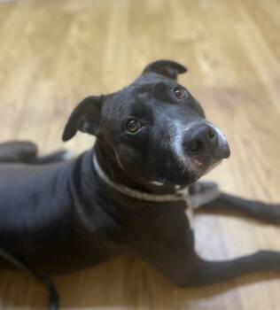 Rescue Pit Bull Terrier Dogs for Adoption in Dallas, Texas - Scarlett GDP | PetCurious