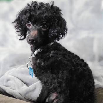 Poodle Dogs Available for Adoption - Casanova | PetCurious