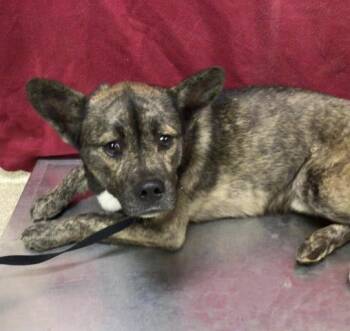 Pit Bull Terrier and Mixed Breed Dogs Available for Adoption - ROME | PetCurious