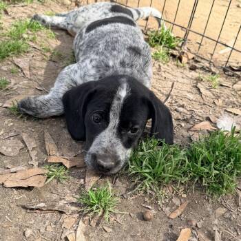 Australian Cattle Dog Blue Heeler and Beagle Dogs Available for Adoption - Breeze | PetCurious