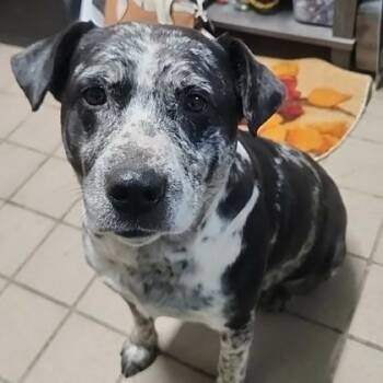 McFlurry -  Australian Cattle Dog Blue Heeler and Labrador Retriever Dog for Adoption in Erie, Pennsylvania - McFlurry | PetCurious