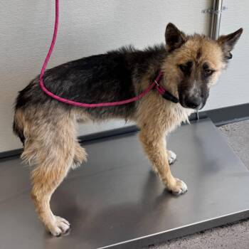 107342 -  Mixed Breed Dog Available for Adoption in Las Cruces, New Mexico - 107342 | PetCurious