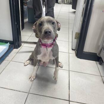 Yuyu -  Mixed Breed Dog for Adoption in Savannah, Georgia - Yuyu | PetCurious