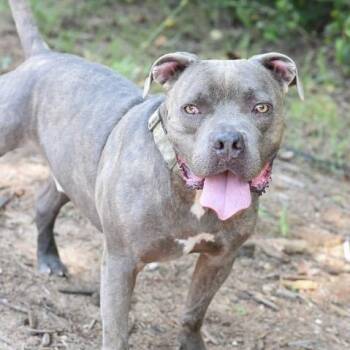 Bigboy -  American Staffordshire Terrier and American Bully Dog for Adoption in Willis, Texas - Bigboy | PetCurious