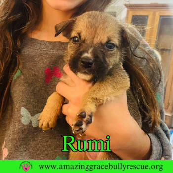 Rescue Boxer Dogs for Adoption in Pensacola, Florida - Rumi | PetCurious