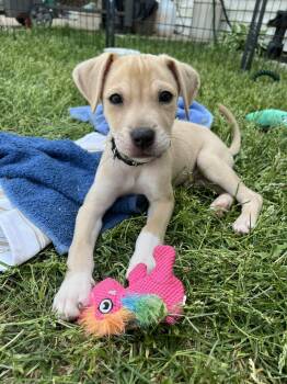 Mixed Breed Dogs Available for Adoption in Elkhorn, Wisconsin - Garth | PetCurious