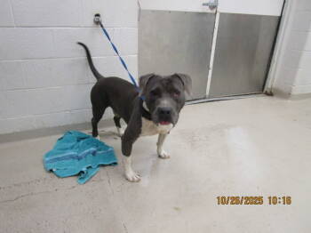 Rescue Pit Bull Terrier Dogs for Adoption in Marietta, Georgia - (853) | PetCurious