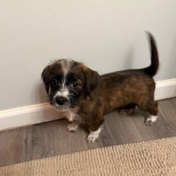 Schnauzer and Poodle Dogs Available for Adoption - Lottie | PetCurious